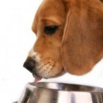 How to Make a Splash in the Big Dog’s Water Bowl How to Make a Splash in the Big Dog’s Water Bowl