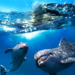 Elevate Your Game: Think Like a Dolphin Not a Shark Elevate Your Game: Think Like a Dolphin Not a Shark