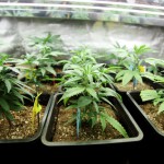 Colorado Businesses Thrive on Legal Marijuana – Without Selling It Colorado Businesses Thrive on Legal Marijuana – Without Selling It