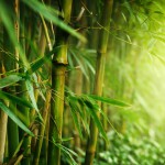 This Surprising Secret About Bamboo Could Be The Reason You’re Not Successful This Surprising Secret About Bamboo Could Be The Reason You’re Not Successful